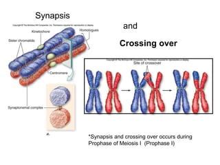 Meiosis.ppt