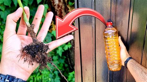 Pourquoi Et Comment Utiliser Le Vinaigre Blanc Dans Son Jardin