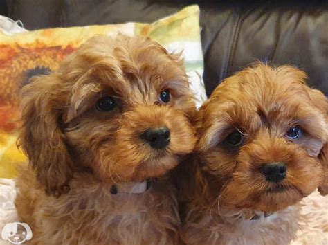 Gorgeous F1 Fox Red Cavapoo Puppys Health Tested Parents In Basildon