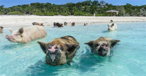 Visit the Nassau Swimming Pigs with flights from Nassau to Exuma