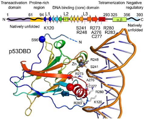 Domain Structure Of Human P53 The Domain Boundaries Follow Joerger And