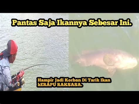 Viral Pemancing Strike Ikan Kerapu Raksasa Di Muara Hampir Tercebur