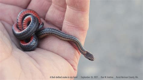 Northern Red Bellied Snake