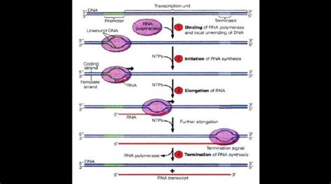 Rna Polymerases Unravelling The Structural Components The Statesman