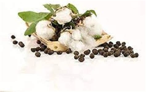 Seeds Silk Cotton Tree Seeds At Best Price In Paithan Mahesh Ginning And Pressing