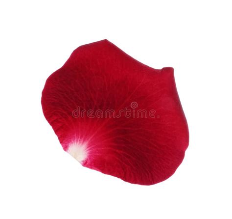 Red Rose Flower Petal On White Background Stock Photo Image Of