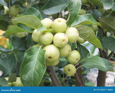 Hawthorn Fruit In The Hawthorn Tree Not Mature Stock Image Image Of