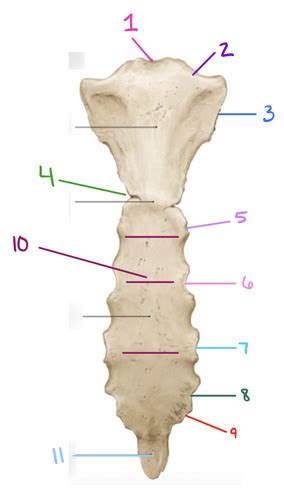 Spinal Anatomy Lab Practical 2 Osteology Flashcards Quizlet