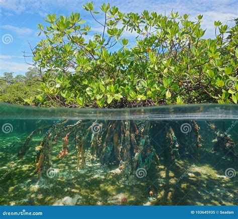 Mangrove Tree Foliage With Roots Underwater Sea Stock Image Image Of