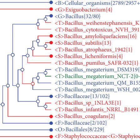 Phylogenetic Tree Showing The Position Of Bacillus Megaterium NCT 2