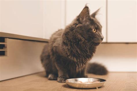 Do Maine Coons Need a Special Diet? - MaineCoon.org