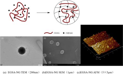 Temperature And Ph Dual Responsive Nanogels Of Modified Sodium Alginate