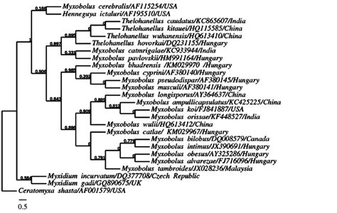 Molecular Phylogenetic Tree Produced By Bayesian Analysis Numbers At