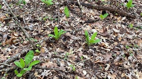 13 Tips For Foraging Wild Edibles Mama On The Homestead