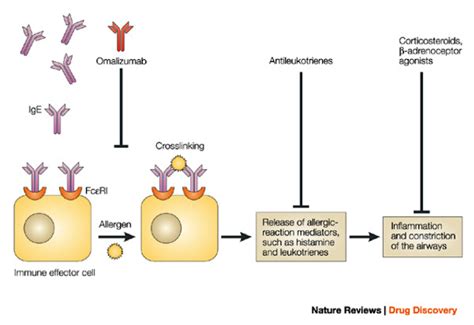 Mayze S Science Blog Oral And Sublingual Immunotherapy As Treatment For Food Allergy And