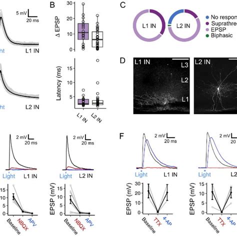 Fan Cell Inputs To Stellate And Pyramidal Cells In Layer 2 Of The