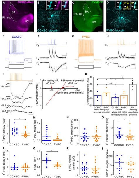 Figures And Data In Perisomatic Gabaergic Synapses Of Basket Cells