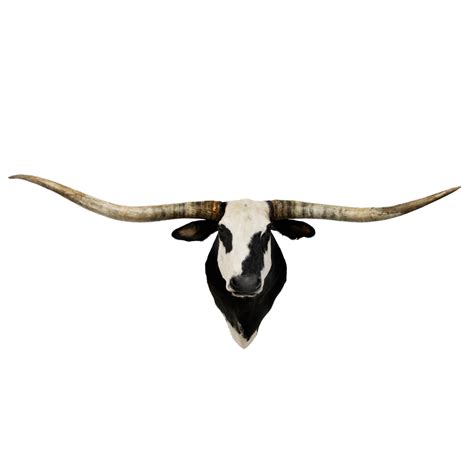 Longhorn Bull - Taxidermy Mounts for Sale and Taxidermy Trophies for Sale!