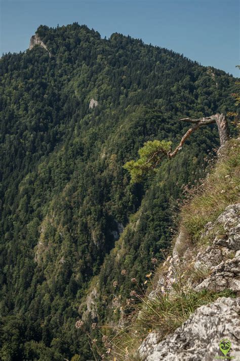 Sokolica i Sokola Perć w Pieninach szlak z Krościenka