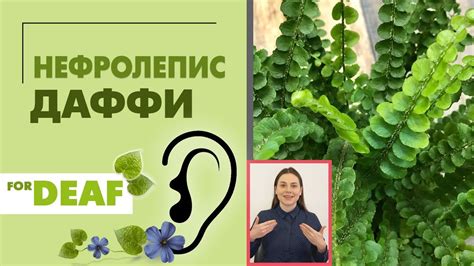 Нефролепис Даффи { СУРДОПЕРЕВОД } притягательный комнатный папоротник ...