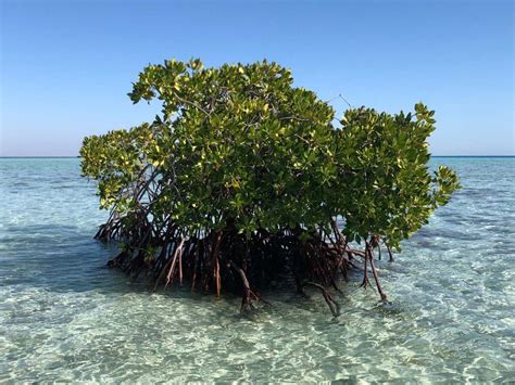 How To Grow Mangrove Trees Chicago Land Gardening