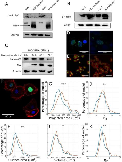 Downregulation Of Lamin A C By Hcv A Lamin A C Levels In Hcv Replicon