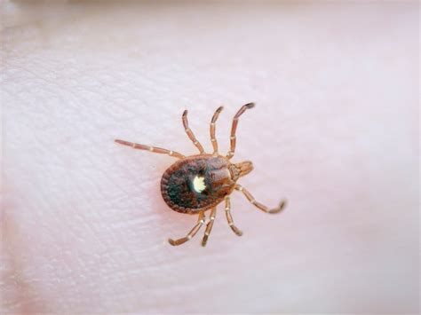 What Is the Heartland Virus, the Potentially Deadly Tick-Borne Illness Found in At Least 6 ...