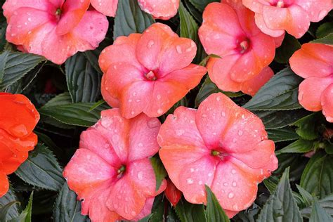 How To Grow And Care For New Guinea Impatiens 52 OFF