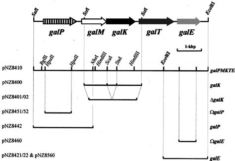 Arrangement Of The Gal Gene Cluster Of Lactococcus Lactis MG1363