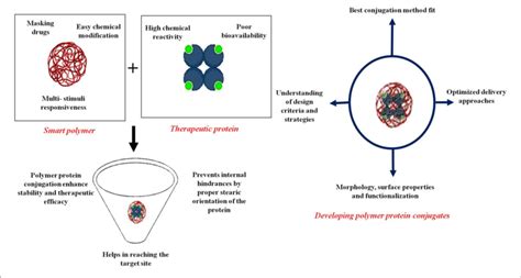 | Applications of various protein-polymer conjugates in the wide ...