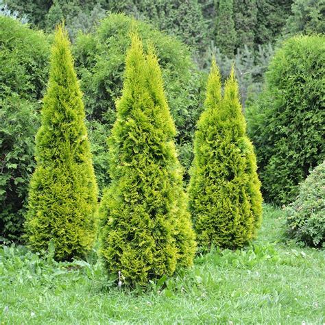 Thuja Occidentalis Golden Smaragd Thuya Dor Nain Pyramidal Au