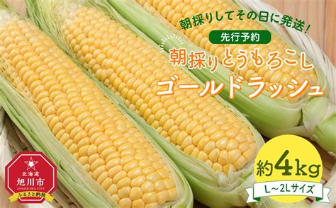 【先行予約】朝採り とうもろこし ゴールドラッシュ 約4kg L～2lサイズ×10本 2025年8月下旬発送予定03902jal