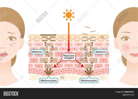 Mechanism Skin Cell Image And Photo Free Trial Bigstock