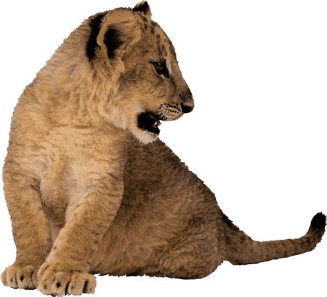 List Images Pictures Of A Lion Cub Full Hd K K