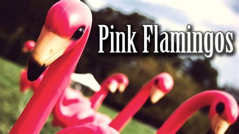 SCP 1507 Pink Flamingos YouTube