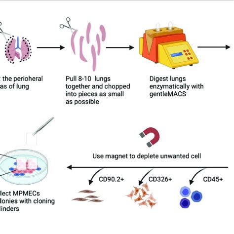 Schematic Representation Of Mouse Pulmonary Microvascular Endothelial