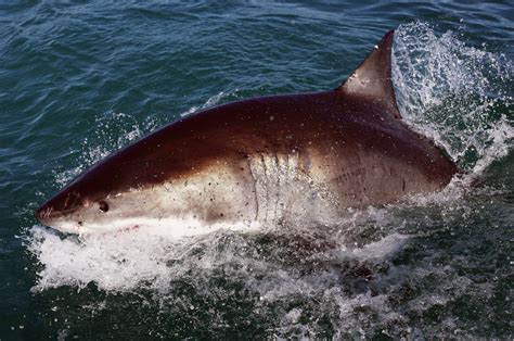 Bull Shark Attack Leaves Texas Teen In Wheelchair With 'Too Many ...