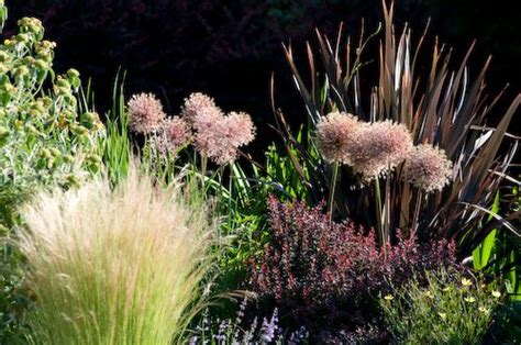 Allium Mexican Feather Grass Barberry And New Zealand Flax Mexican Feather Grass Nature Grass