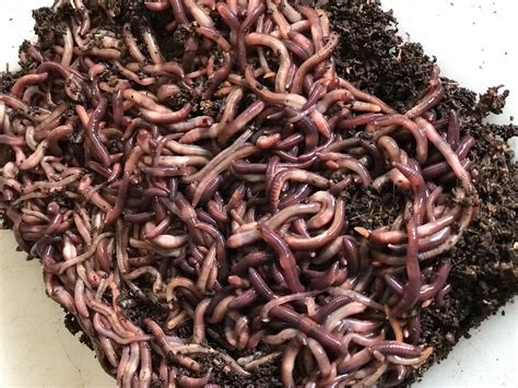 Red Wiggler Composting Worms Everything You Need To Know 58 Off