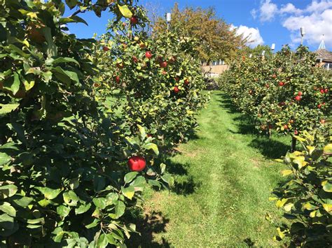 Apple Orchard