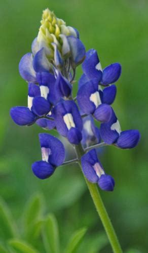 Facts About The Bluebonnet Texas State Flower Best Flower Site