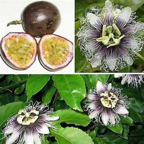 Nasiona Marakuja Passion Fruit Afr Passiflora Edulis Sims M Czennica