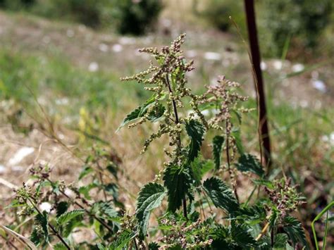 Ortica benefici proprietà rimedi naturali cucina Rimedi naturali