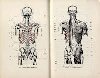 Research of Artistic Anatomy Wilhelm Tank ANATOMIE DER KÖRPERFORMEN