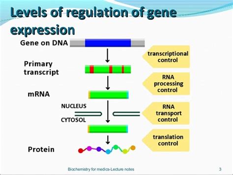 Regulation Of Gene Expression In Eukaryotes