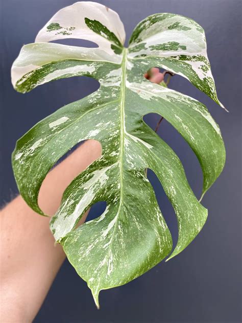 Monstera variegata sadzonka pędowa Jungle Boogie