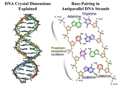 83 Dna Structure Biology Libretexts