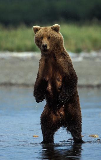 Brown Bears Of Katmai National Park Ak