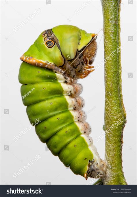 Common Mormon Caterpillar Forming Pupa Stock Photo 1583244046 | Shutterstock