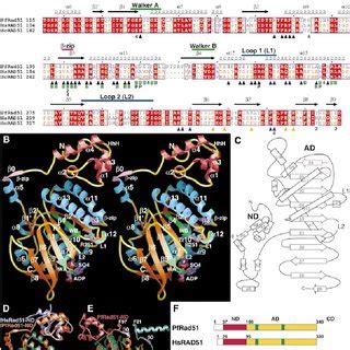 Sequence Secondary Structure Conservation Fold Residue Function And